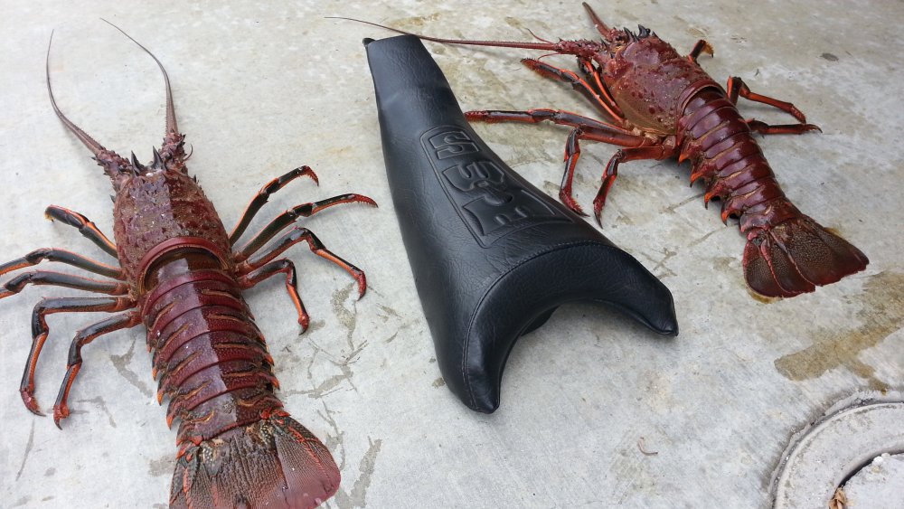 lobster.jpg