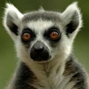 lemur